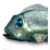 1701 Fisch.png